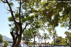 428- Mijas